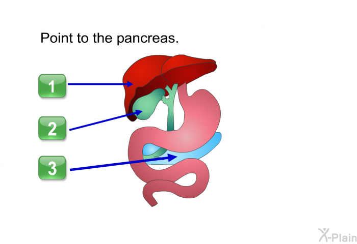 Point to the pancreas.