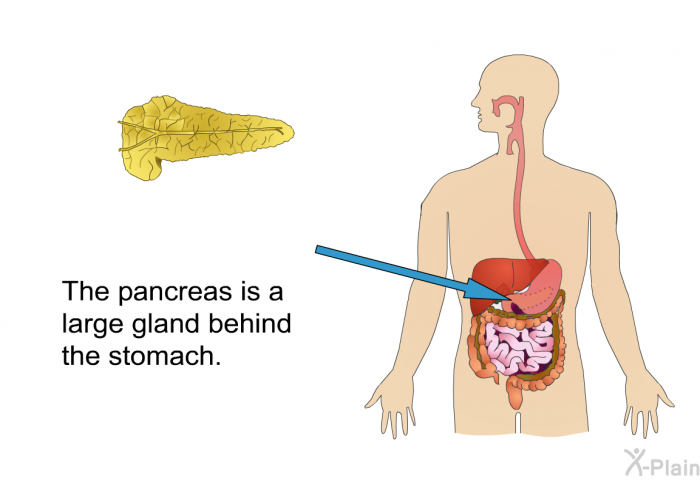 The pancreas is a large gland behind the stomach.