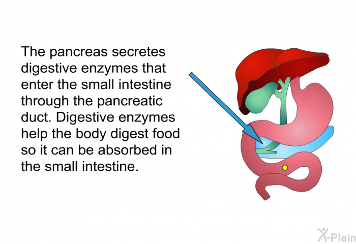 The pancreas secretes digestive enzymes that enter the small intestine through the pancreatic duct. Digestive enzymes help the body digest food so it can be absorbed in the small intestine.