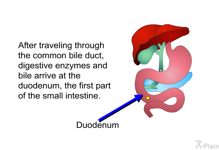 After traveling through the common bile duct, digestive enzymes and bile arrive at the duodenum, the first part of the small intestine.