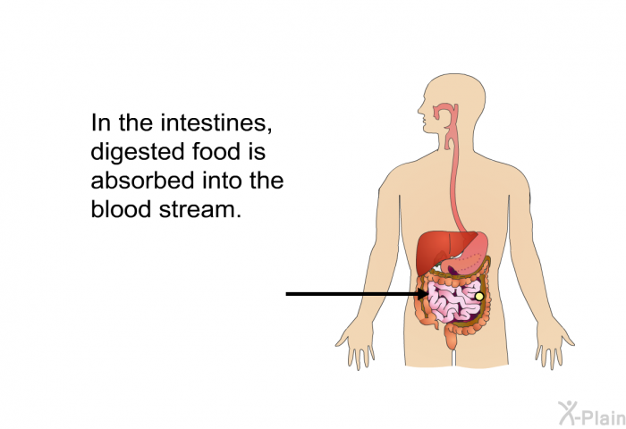 In the intestines, digested food is absorbed into the blood stream.