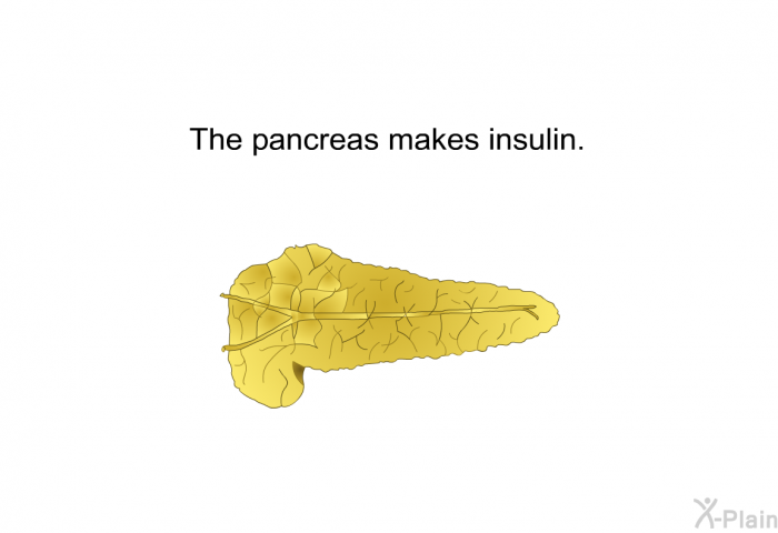 The pancreas makes insulin.