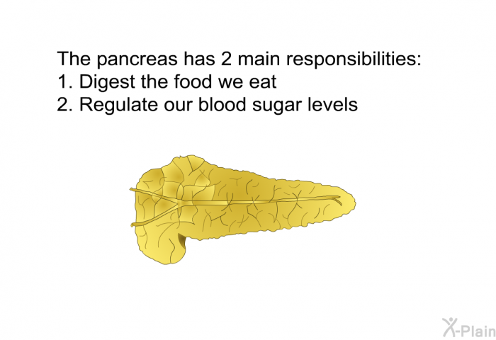The pancreas has 2 main responsibilities:  Digest the food we eat Regulate our blood sugar levels