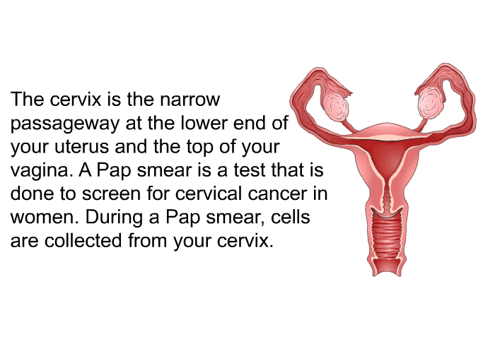 The cervix is the narrow passageway at the lower end of your uterus and the top of your vagina. A Pap smear is a test that is done to screen for cervical cancer in women. During a Pap smear, cells are collected from your cervix.