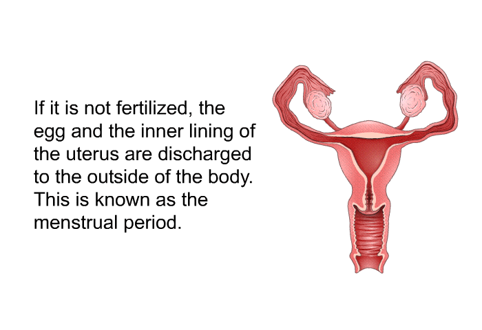 If it is not fertilized, the egg and the inner lining of the uterus are discharged to the outside of the body. This is known as the menstrual period.
