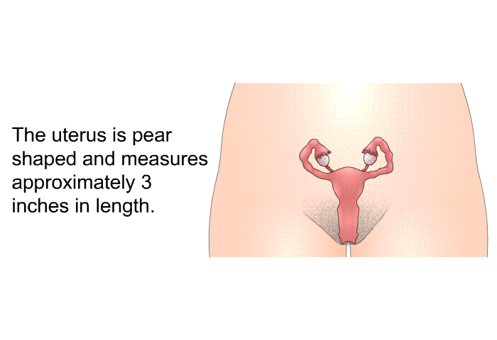 The uterus is pear shaped and measures approximately 3 inches in length.
