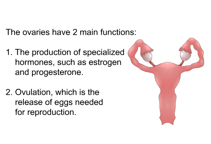 The ovaries have 2 main functions:  The production of specialized hormones, such as estrogen and progesterone. Ovulation, which is the release of eggs needed for reproduction.