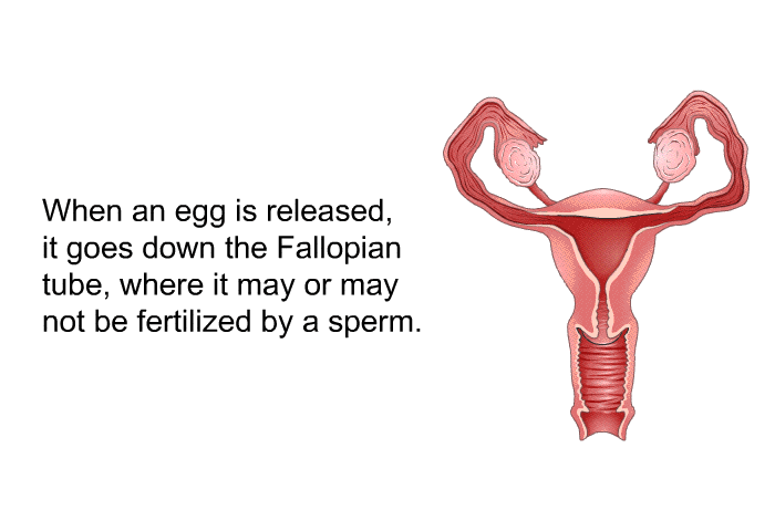 When an egg is released, it goes down the Fallopian tube, where it may or may not be fertilized by a sperm.