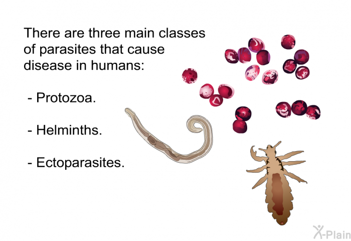 There are three main classes of parasites that cause disease in humans:  Protozoa. Helminths. Ectoparasites.