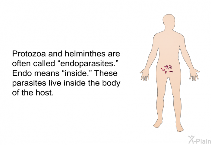 Protozoa and helminthes are often called “endoparasites.” Endo means “inside.” These parasites live inside the body of the host.