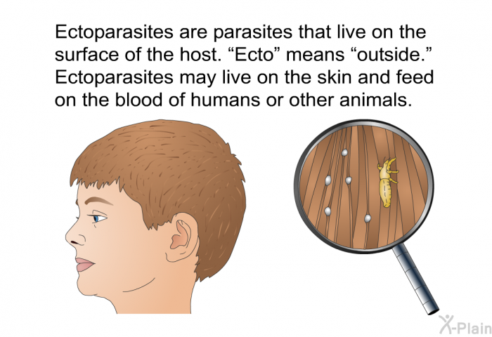 Ectoparasites are parasites that live on the surface of the host. “Ecto” means “outside.” Ectoparasites may live on the skin and feed on the blood of humans or other animals.