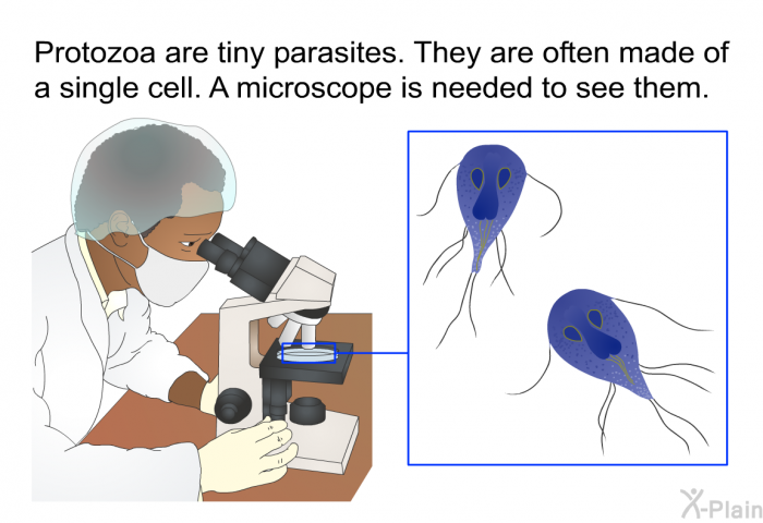 Protozoa are tiny parasites. They are often made of a single cell. A microscope is needed to see them.