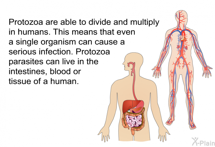 Protozoa are able to divide and multiply in humans. This means that even a single organism can cause a serious infection. Protozoa parasites can live in the intestines, blood or tissue of a human.