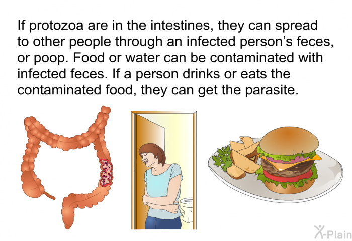 If protozoa are in the intestines, they can spread to other people through an infected person's feces, or poop. Food or water can be contaminated with infected feces. If a person drinks or eats the contaminated food, they can get the parasite.