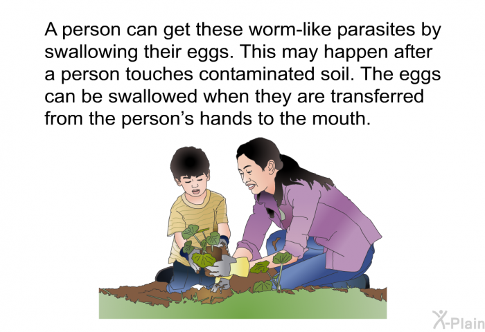 A person can get these worm-like parasites by swallowing their eggs. This may happen after a person touches contaminated soil. The eggs can be swallowed when they are transferred from the person's hands to the mouth.
