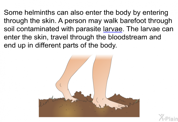Some helminths can also enter the body by entering through the skin. A person may walk barefoot through soil contaminated with parasite larvae. The larvae can enter the skin, travel through the bloodstream and end up in different parts of the body.