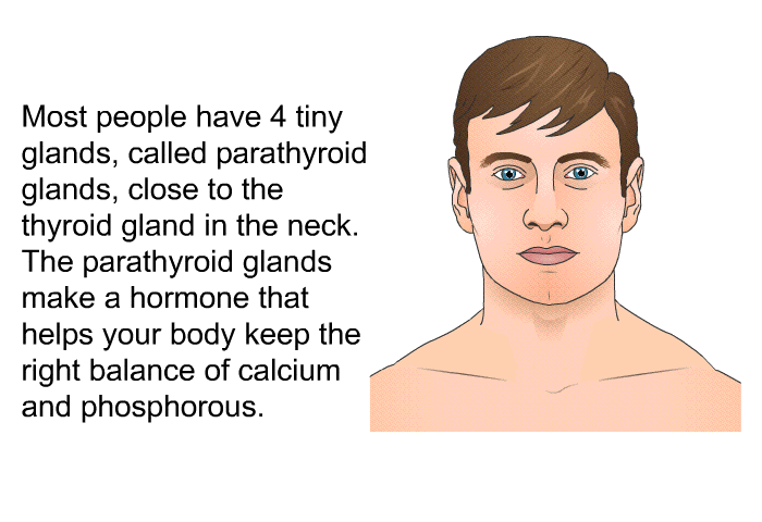 Most people have 4 tiny glands, called parathyroid glands, close to the thyroid gland in the neck. The parathyroid glands make a hormone that helps your body keep the right balance of calcium and phosphorous.