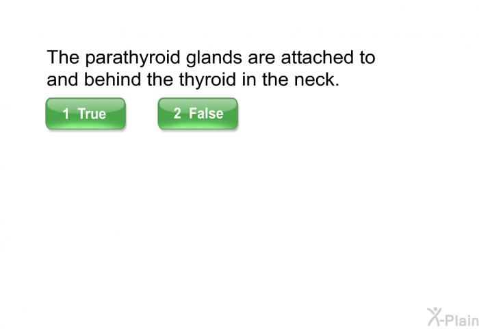 The parathyroid glands are attached to and behind the thyroid in the neck.