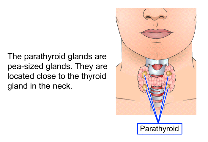 The parathyroid glands are pea-sized glands. They are located close to the thyroid gland in the neck.