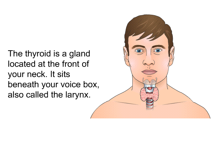 The thyroid is a gland located at the front of your neck. It sits beneath your voice box, also called the larynx.