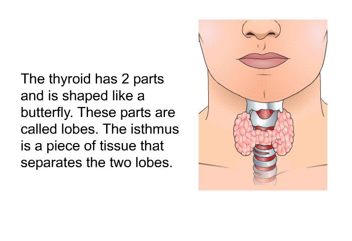 The thyroid has 2 parts and is shaped like a butterfly. These parts are called lobes. The isthmus is a piece of tissue that separates the two lobes.