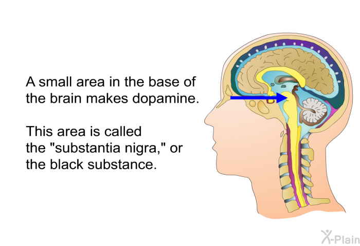 A small area in the base of the brain makes dopamine. This area is called the “substantia nigra,” or the black substance.