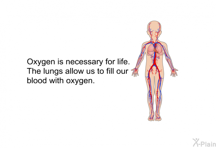 Oxygen is necessary for life. The lungs allow us to fill our blood with oxygen.