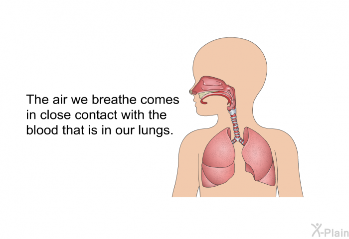 The air we breathe comes in close contact with the blood that is in our lungs.