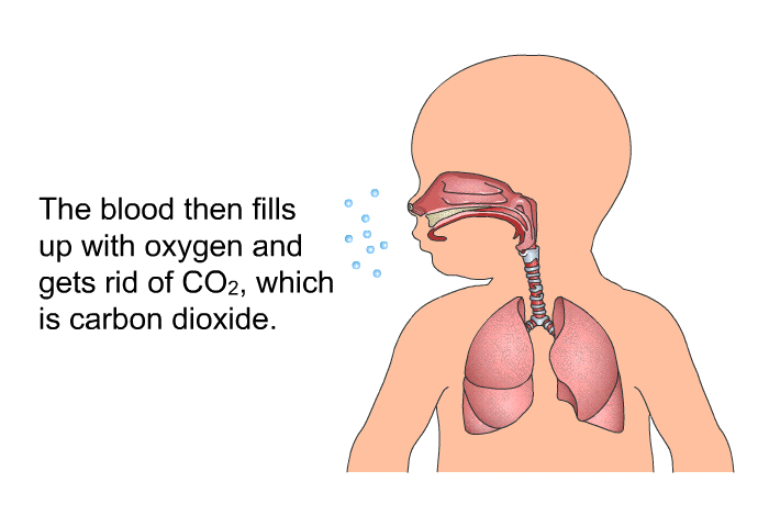 The blood then fills up with oxygen and gets rid of CO<SUB>2</SUB>, which is carbon dioxide.