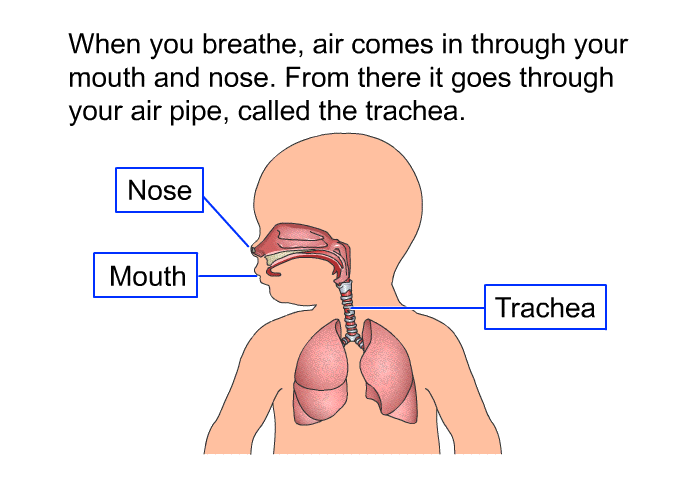 When you breathe, air comes in through your mouth and nose. From there it goes through your air pipe, called the trachea.