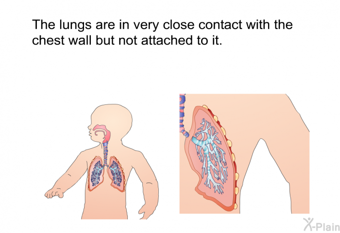 The lungs are in very close contact with the chest wall but not attached to it.