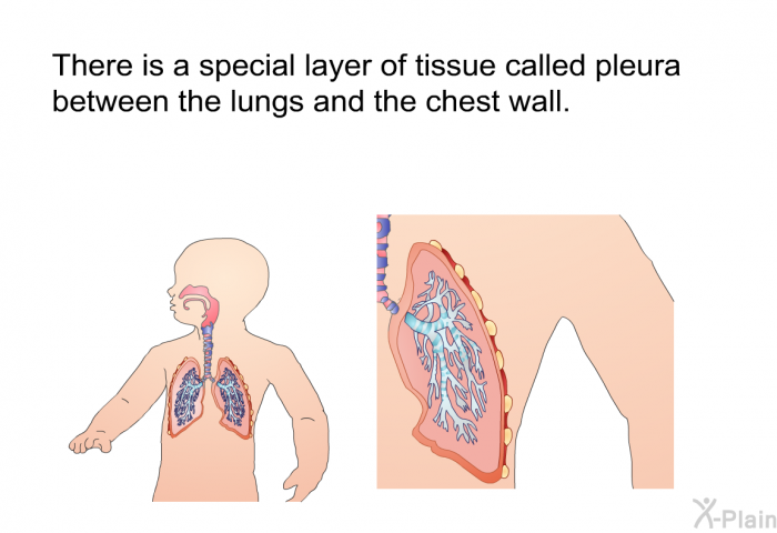 There is a special layer of tissue called pleura between the lungs and the chest wall.