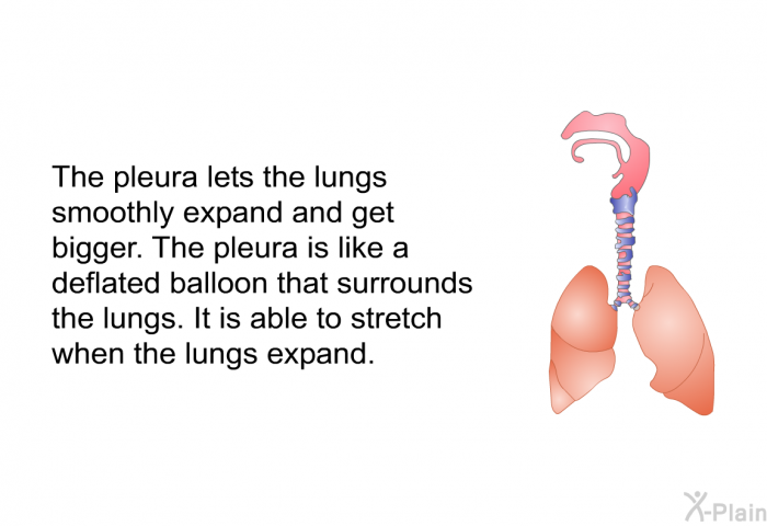 The pleura lets the lungs smoothly expand and get bigger. The pleura is like a deflated balloon that surrounds the lungs. It is able to stretch when the lungs expand.