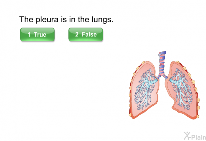The pleura is in the lungs. Press True or False