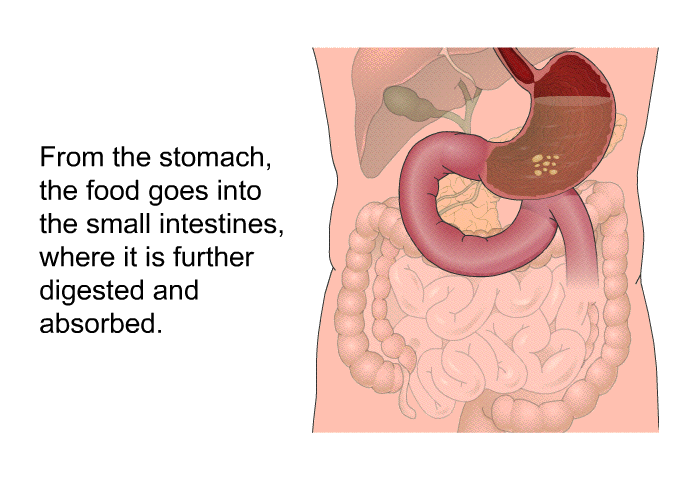 From the stomach, the food goes into the small intestines, where it is further digested and absorbed.