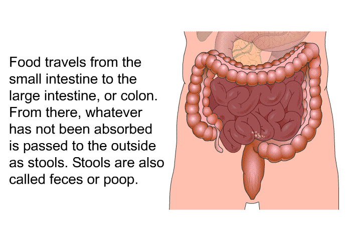 Food travels from the small intestine to the large intestine, or colon. From there, whatever has not been absorbed is passed to the outside as stools. Stools are also called feces or poop.