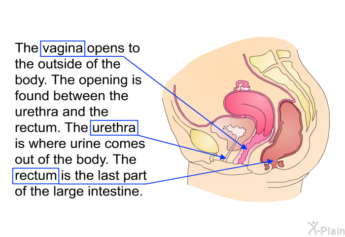 The vagina opens to the outside of the body. The opening is found between the urethra and the rectum. The urethra is where urine comes out of the body. The rectum is the last part of the large intestine.