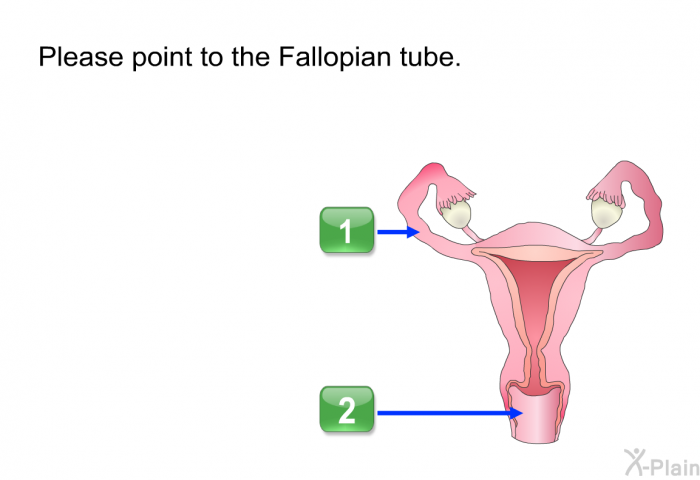 Please point to the Fallopian tube.