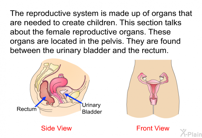 The reproductive system is made up of organs that are needed to create children. These organs are located in the pelvis. They are found between the urinary bladder and the rectum.