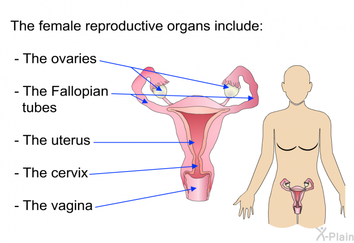 The female reproductive organs include:  The ovaries. The Fallopian tubes. The uterus. The cervix. The vagina.