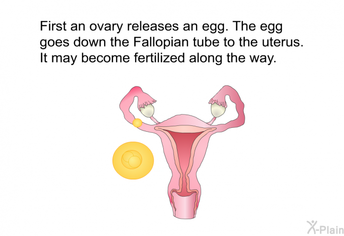 First an ovary releases an egg. The egg goes down the Fallopian tube to the uterus. It may become fertilized along the way.