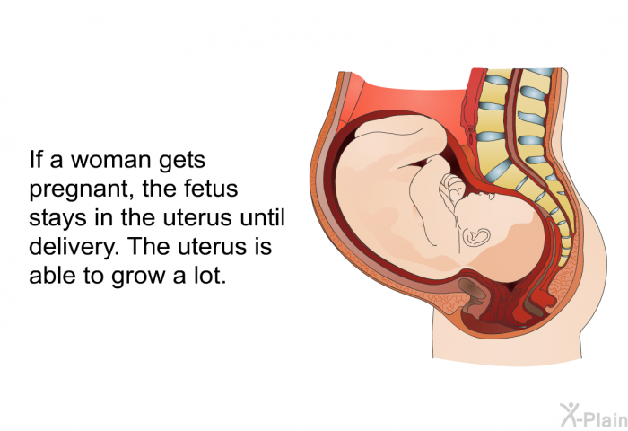 If a woman gets pregnant, the fetus stays in the uterus until delivery. The uterus is able to grow a lot.