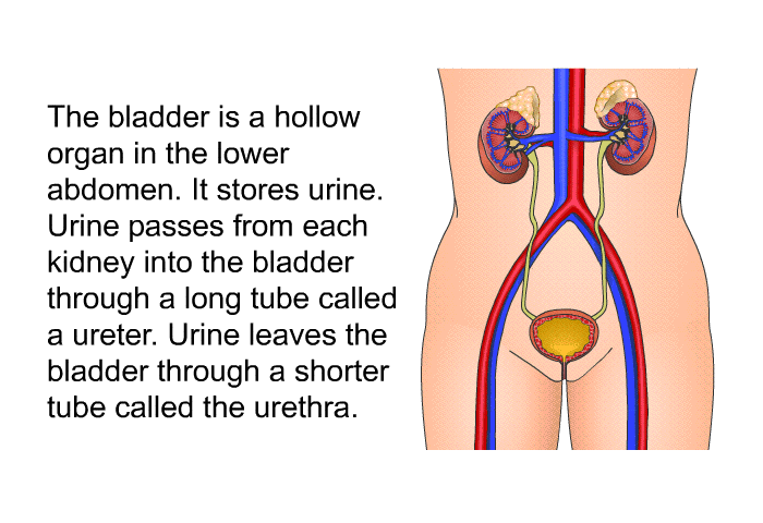 The bladder is a hollow organ in the lower abdomen. It stores urine. Urine passes from each kidney into the bladder through a long tube called a ureter. Urine leaves the bladder through a shorter tube called the urethra.