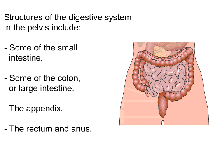Structures of the digestive system in the pelvis include:  Some of the small intestine. Some of the colon, or large intestine. The appendix. The rectum and anus.