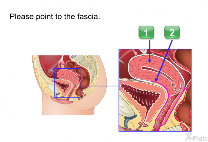 Please point to the fascia.
