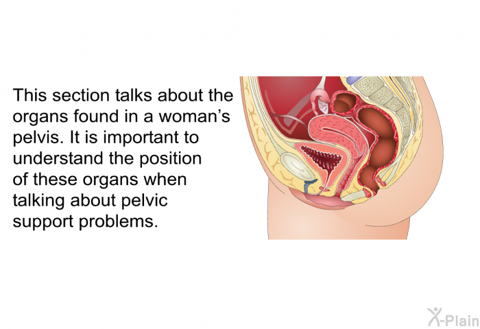 This section talks about the organs found in a woman's pelvis. It is important to understand the position of these organs when talking about pelvic support problems.