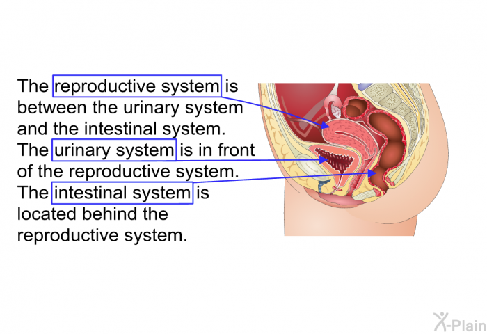 The reproductive system is between the urinary system and the intestinal system. The urinary system is in front of the reproductive system. The intestinal system is located behind the reproductive system.