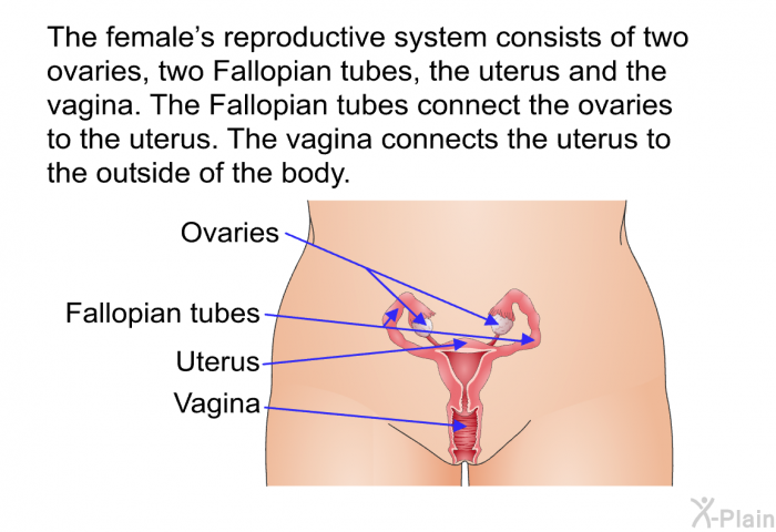 The female's reproductive system consists of two ovaries, two Fallopian tubes, the uterus and the vagina. The Fallopian tubes connect the ovaries to the uterus. The vagina connects the uterus to the outside of the body.