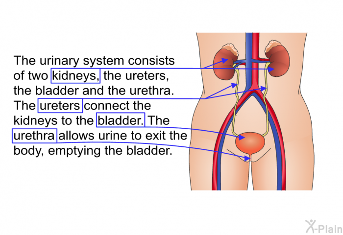 The urinary system consists of two kidneys, the ureters, the bladder and the urethra. The ureters connect the kidneys o the bladder. The urethra allows urine to exit the body, empting the bladder