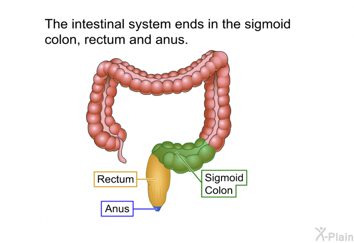 The intestinal system ends in the sigmoid colon, rectum and anus.